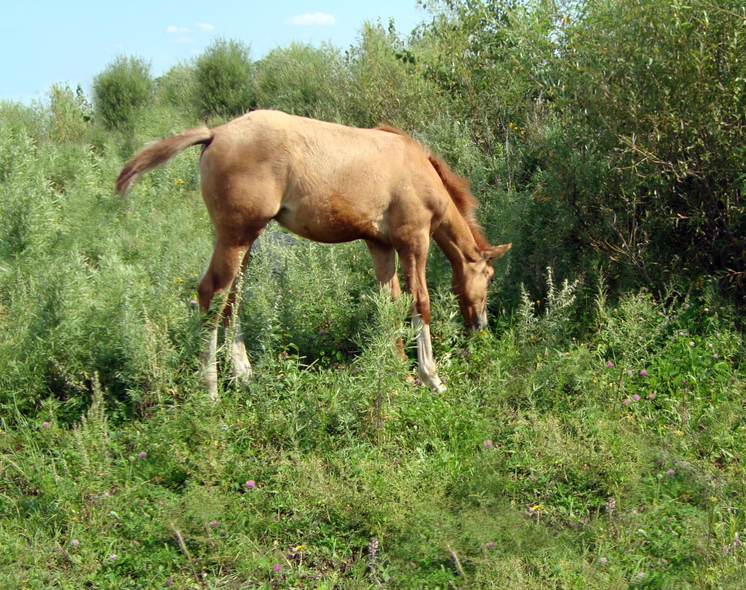 Маленький ко