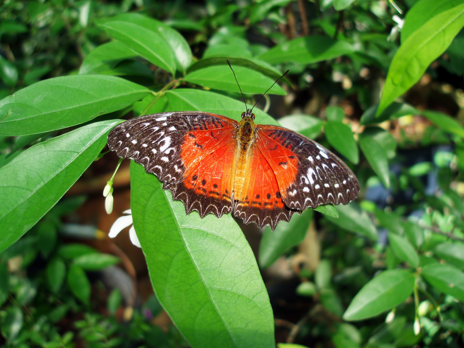 Аранжерея бабочек в Малайзии
