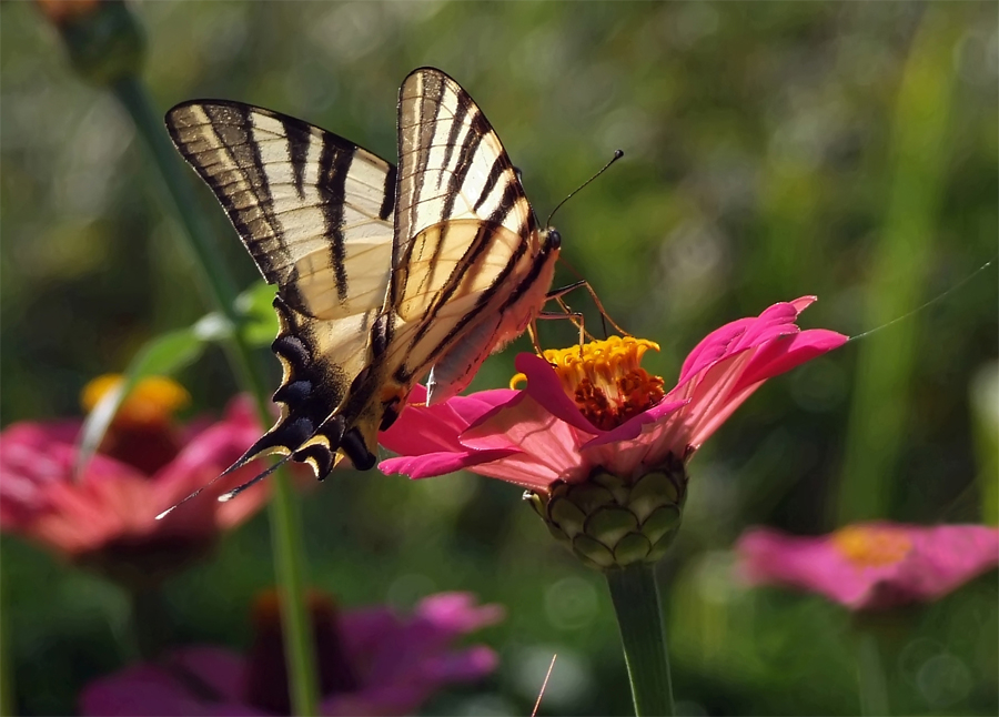 Papilio machaon