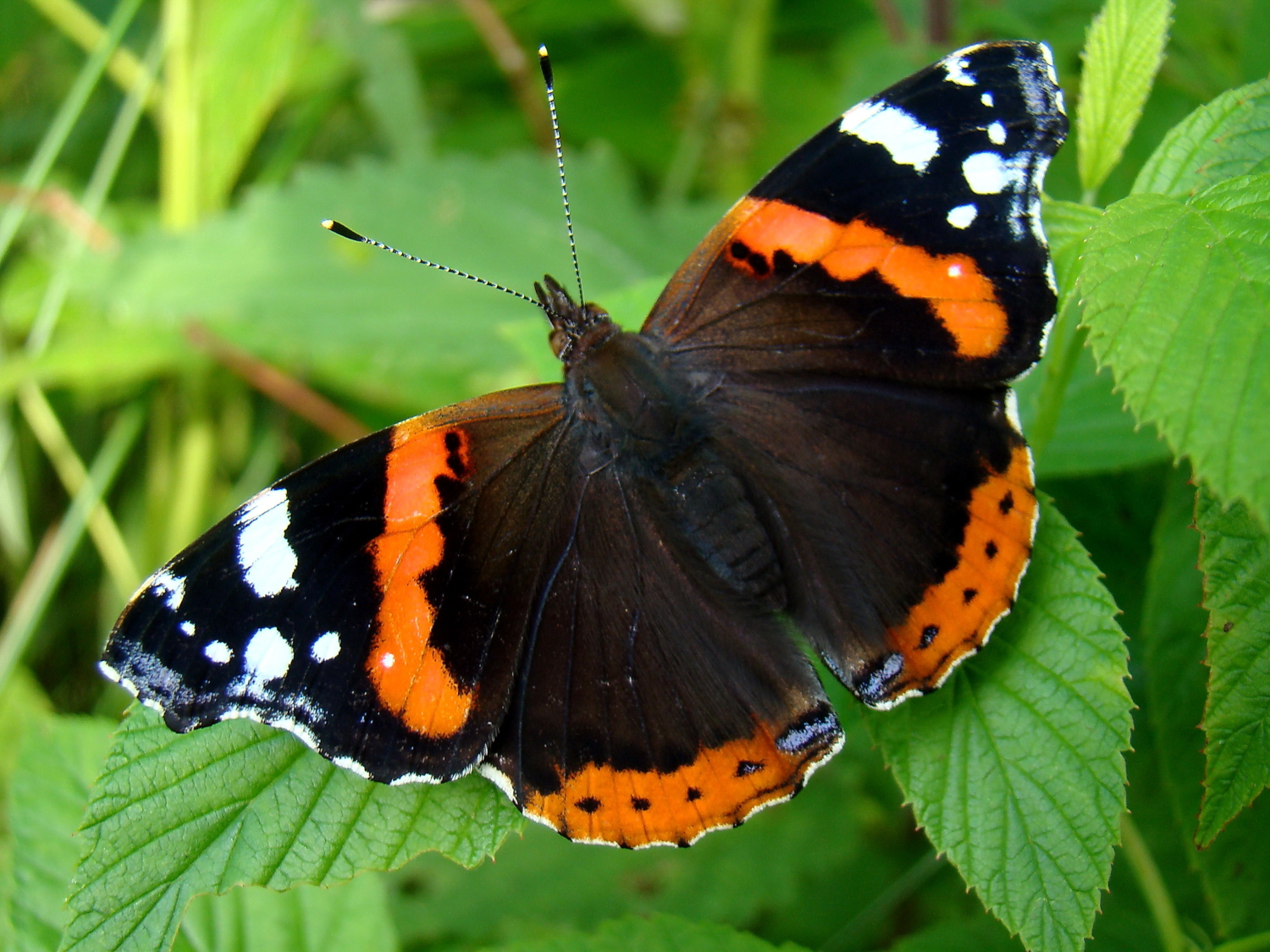 Адмирал (Vanessa atalanta)