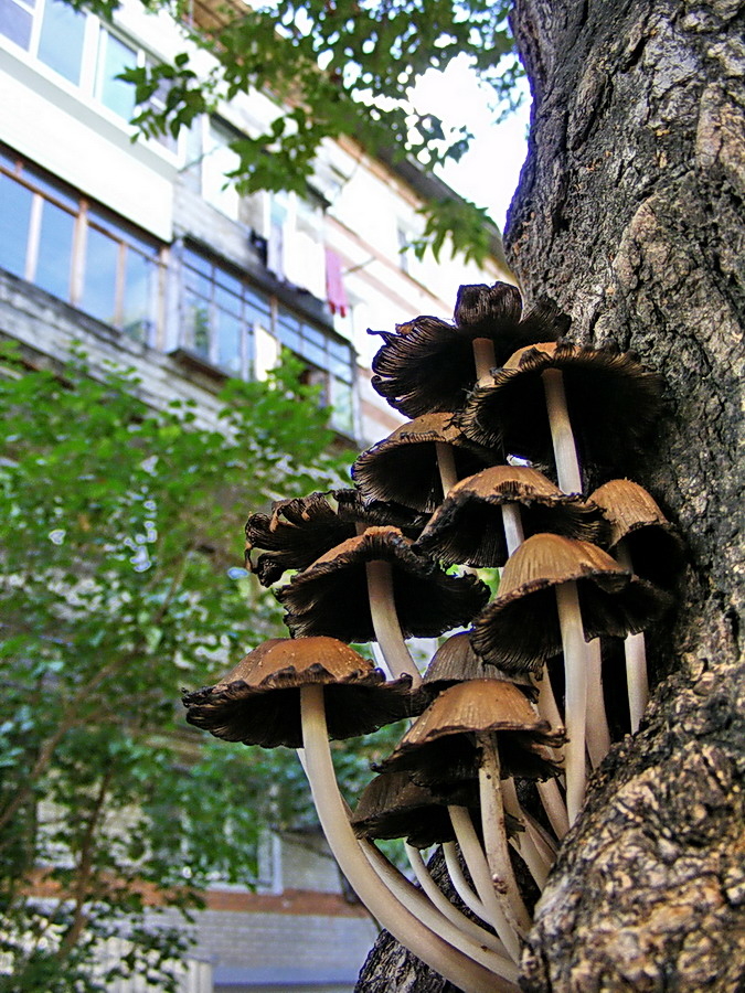 городские грибы