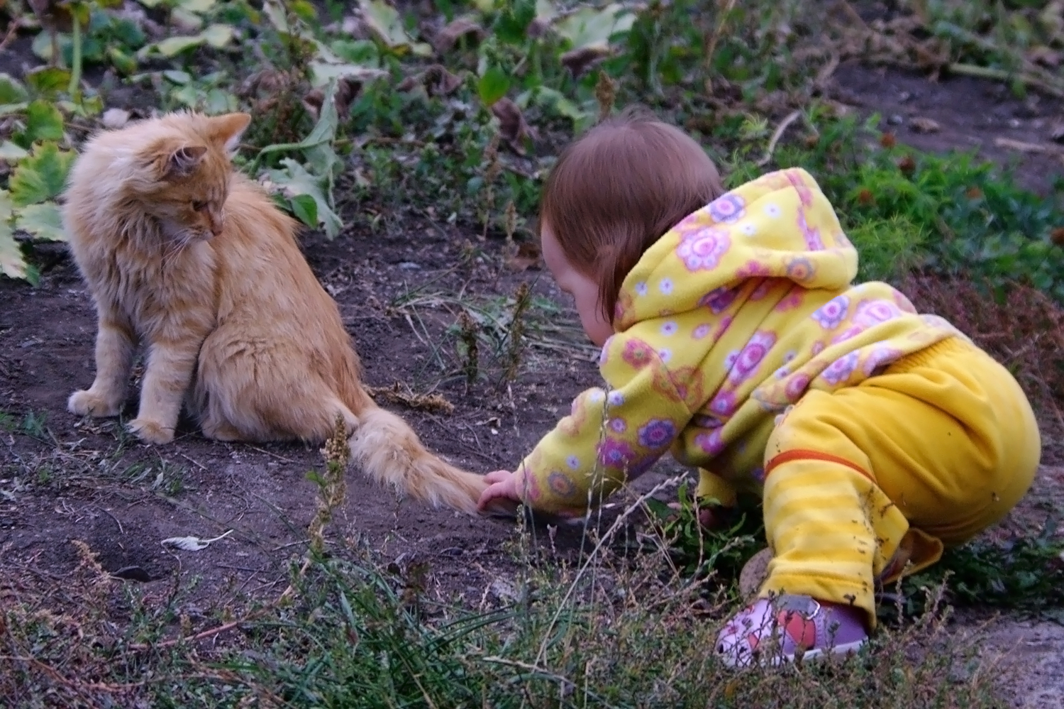 Детка хватит мне давать последний. Кота за хвост. Кота тащат за хвост. Ребенок тащит кота за хвост. Дергать кошку за хвост.