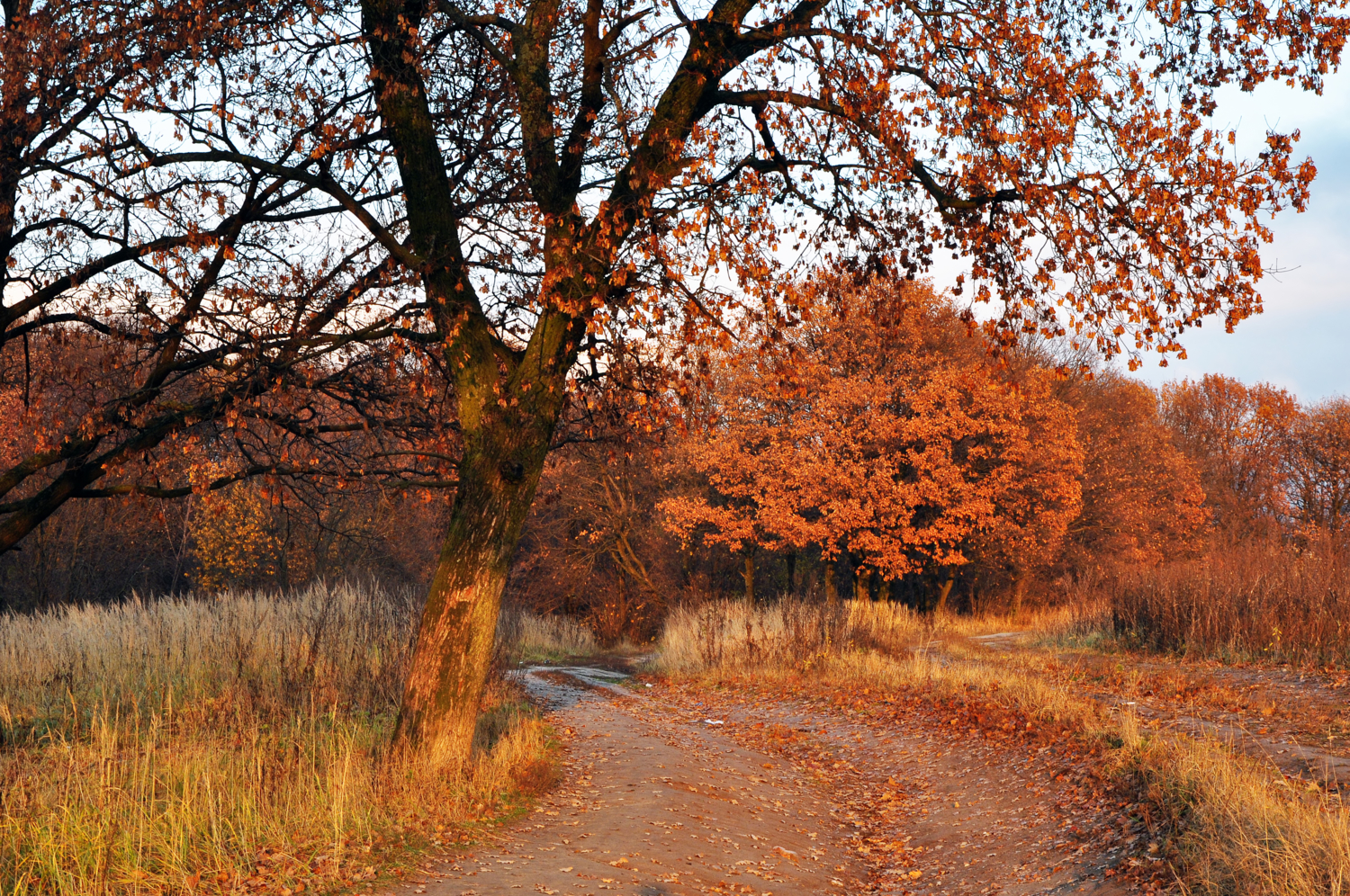 Осенний парк