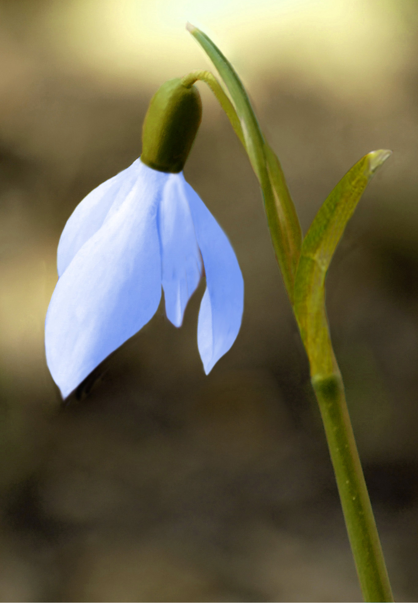 Самый первый