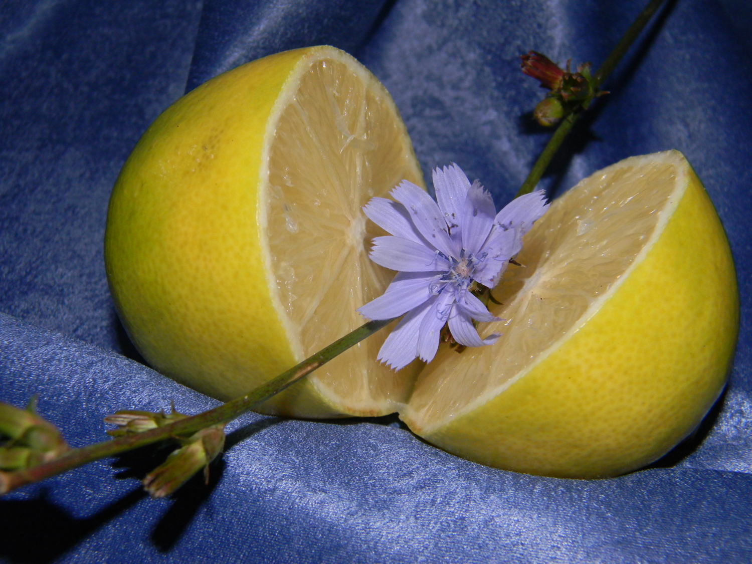 Лимон и цикорий