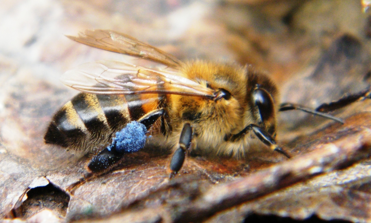 Пчела с пыльцой 