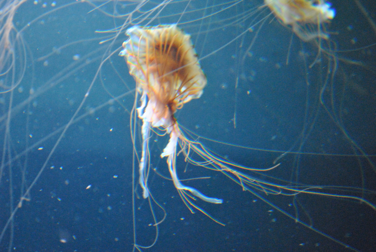 Медуза(Берлинский аквариум)