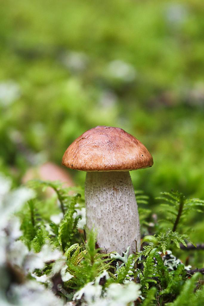 Small solid mushroom