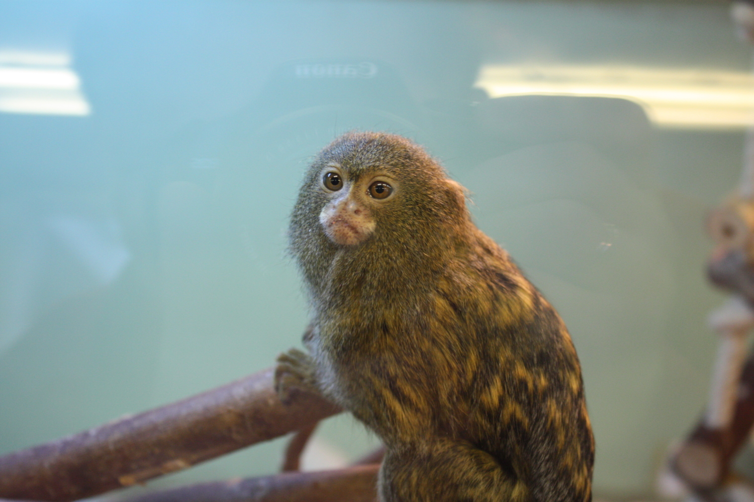 monkey is behind the glass