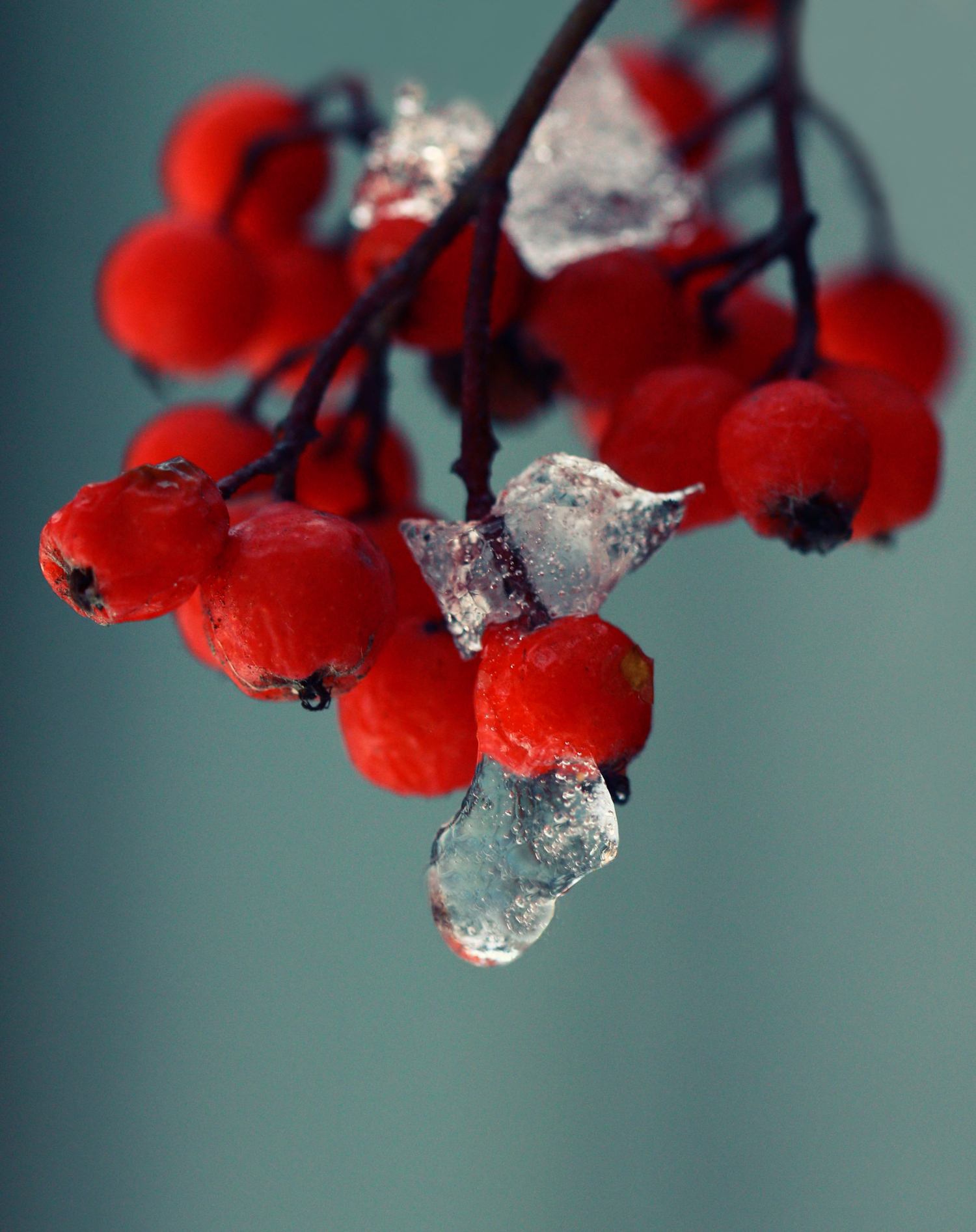 Лаконичность льда и ягод
