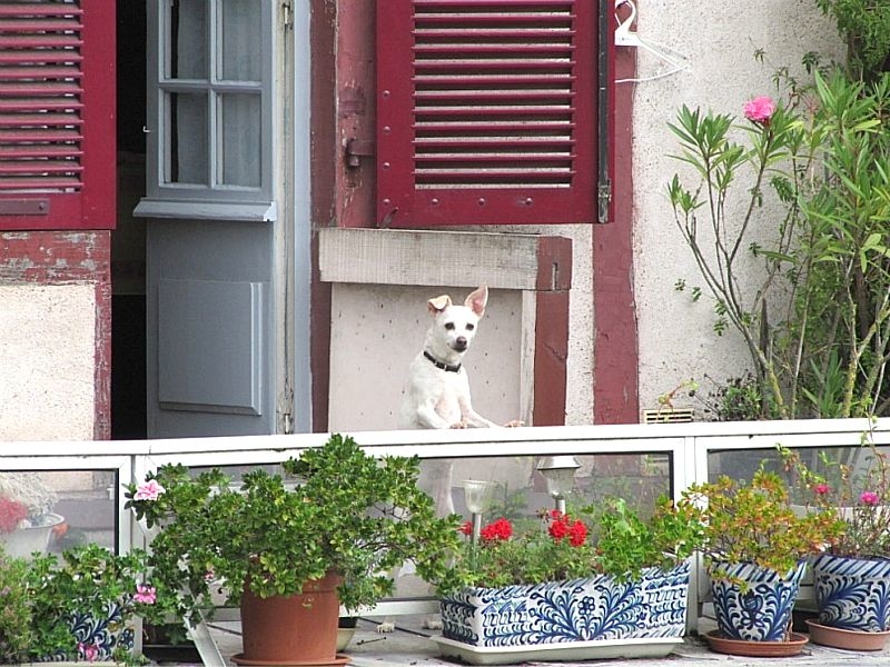 Щенок на балконе.
