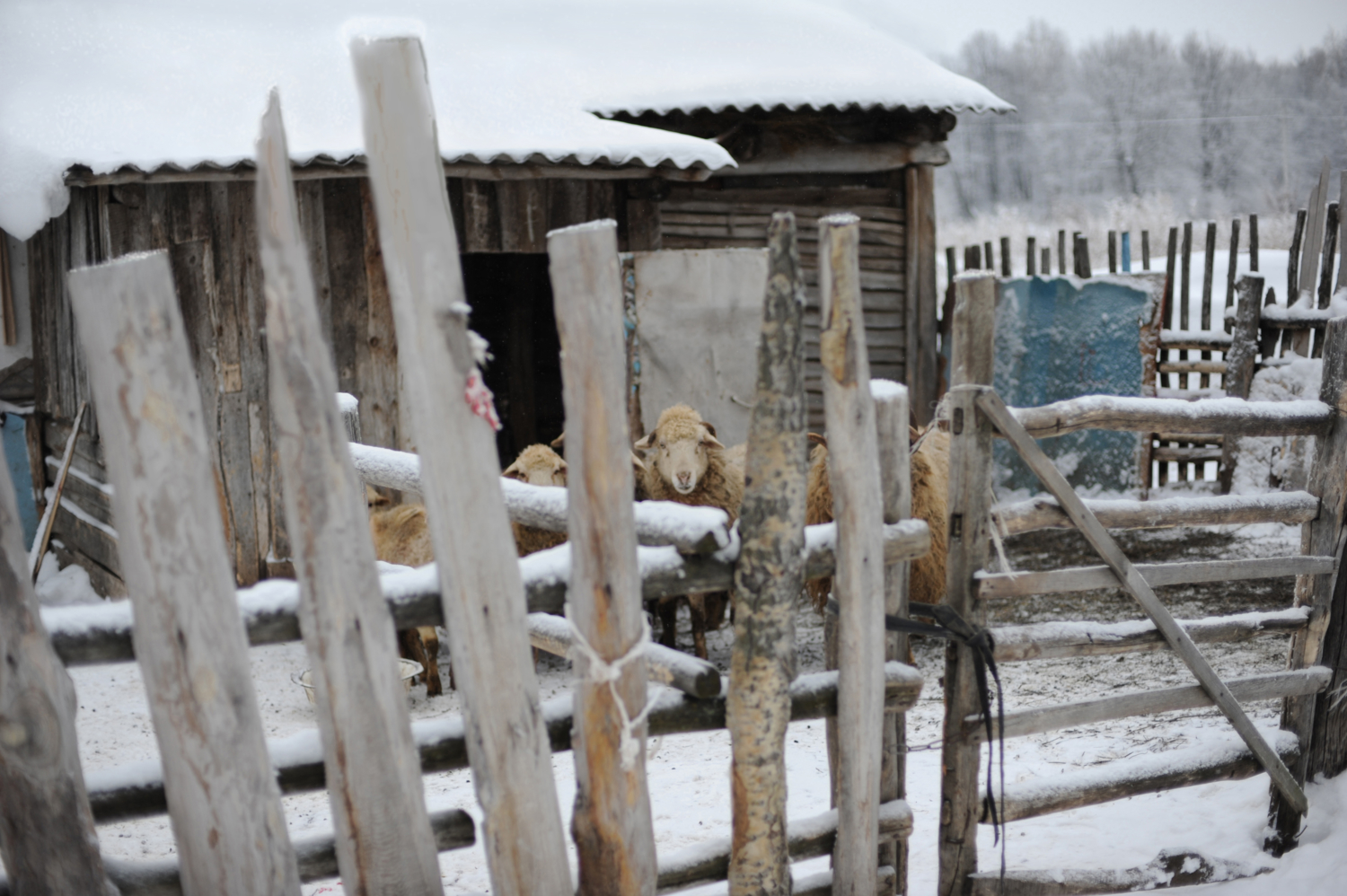 Визави.