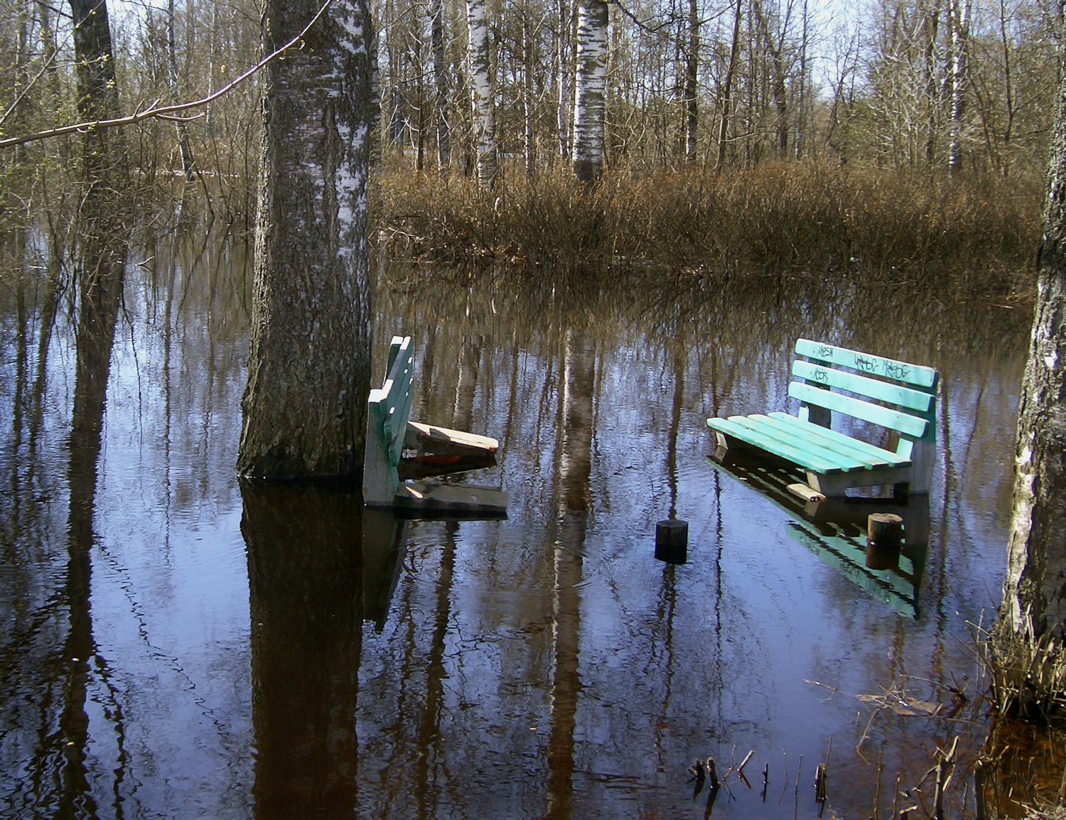 Водоплавающие