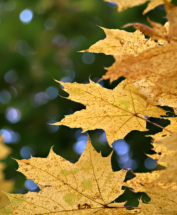 Acer platanoides