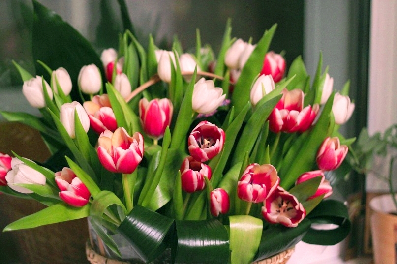 Тюльпаны для дамы