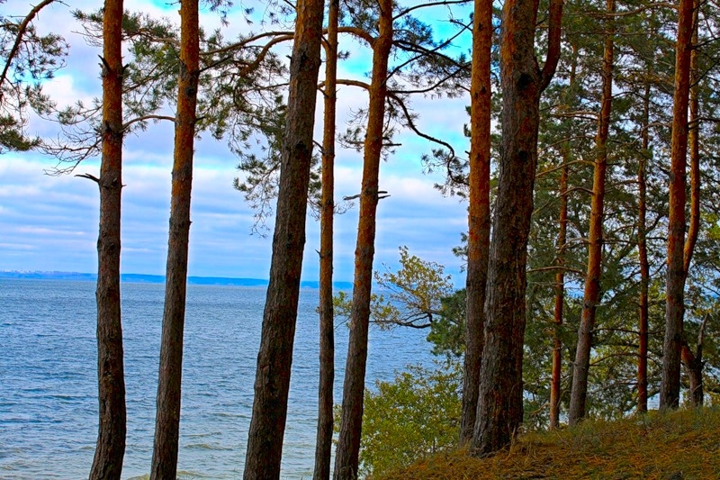 Сосновый бор "Сосёнки".