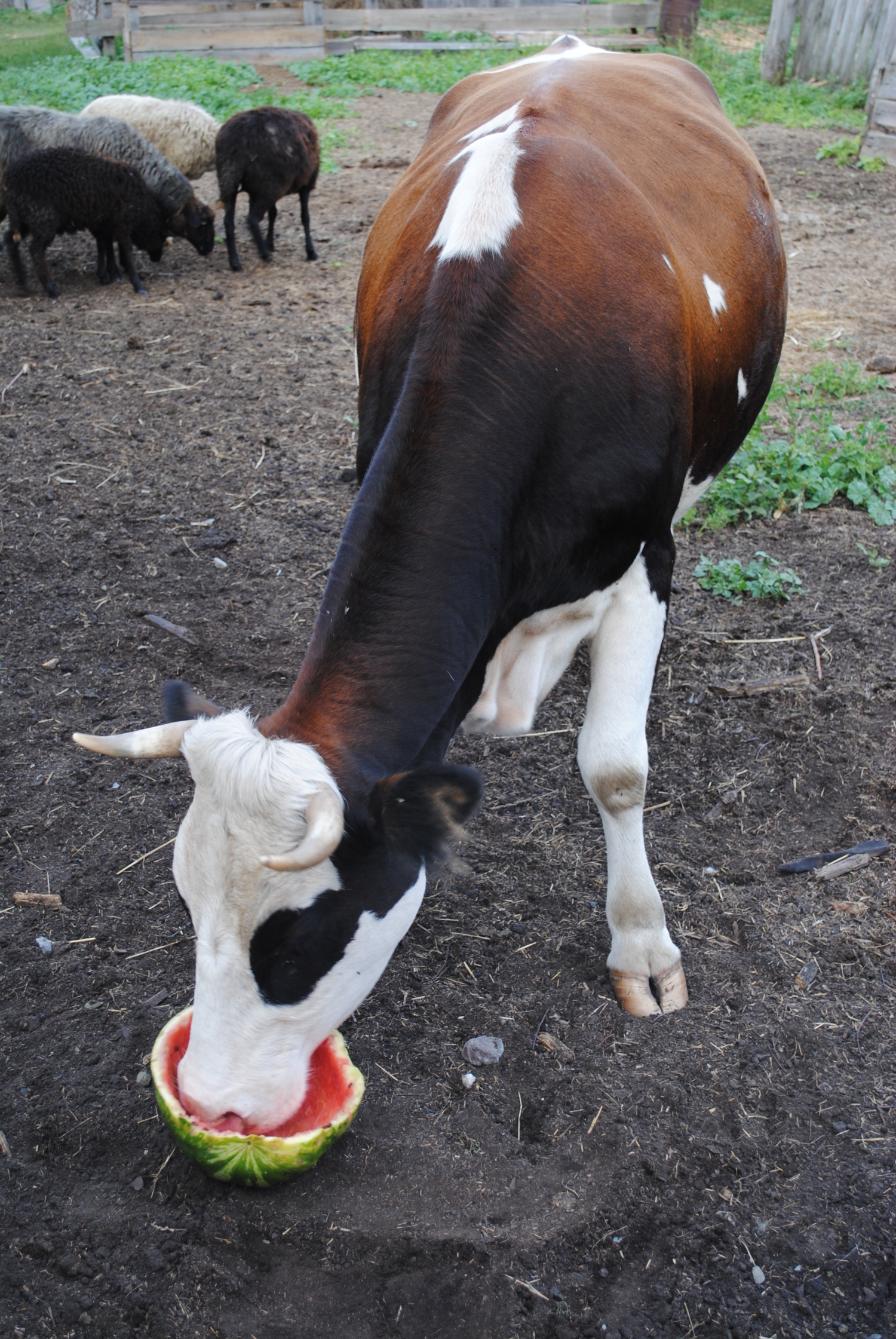 Корова ест арбуз
