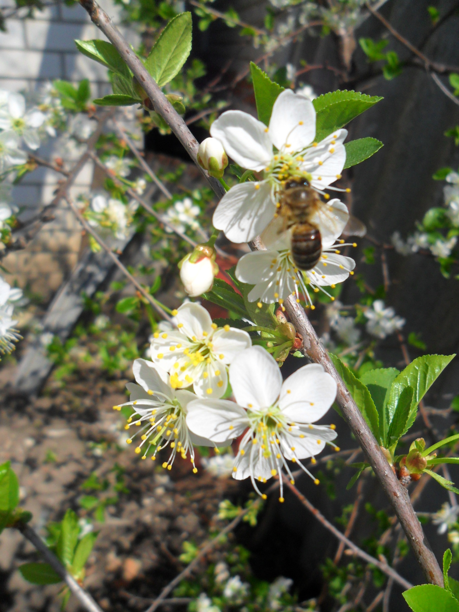 Пчела на цветах весенней вишни