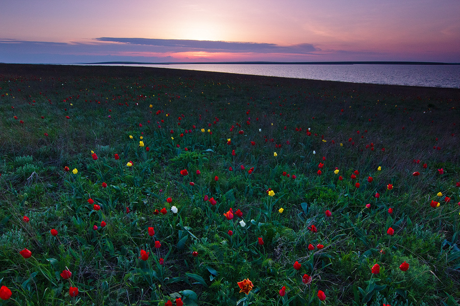Закат на тюльпановом острове