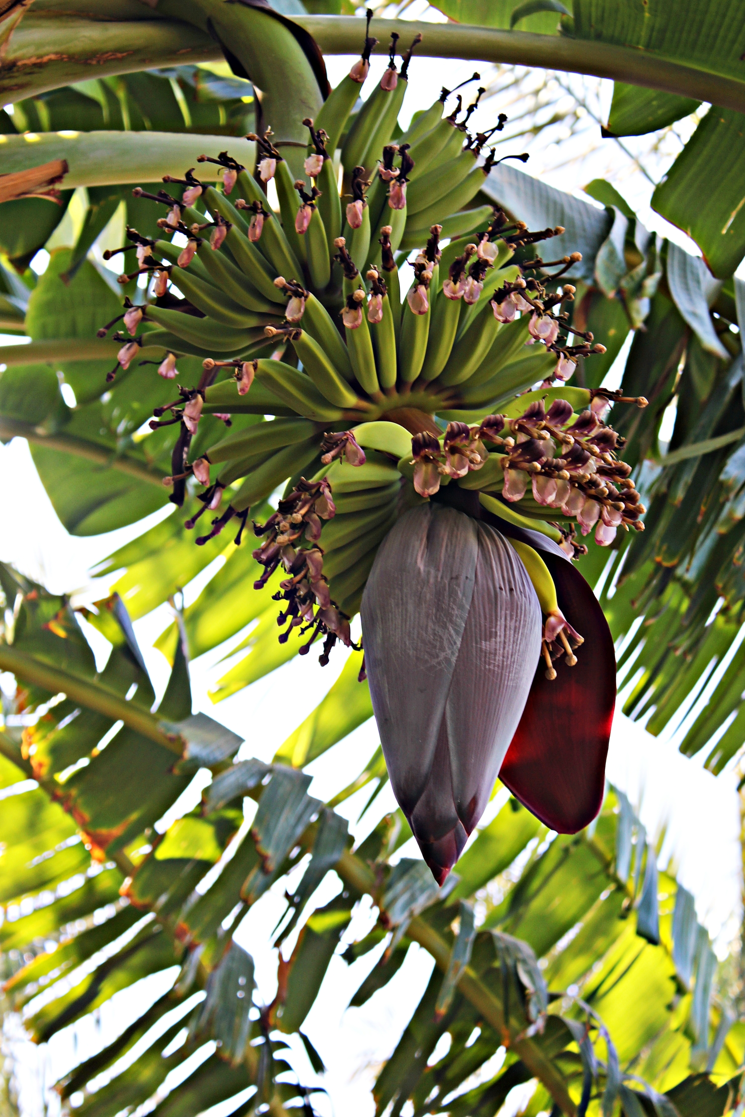 Цветок банановый