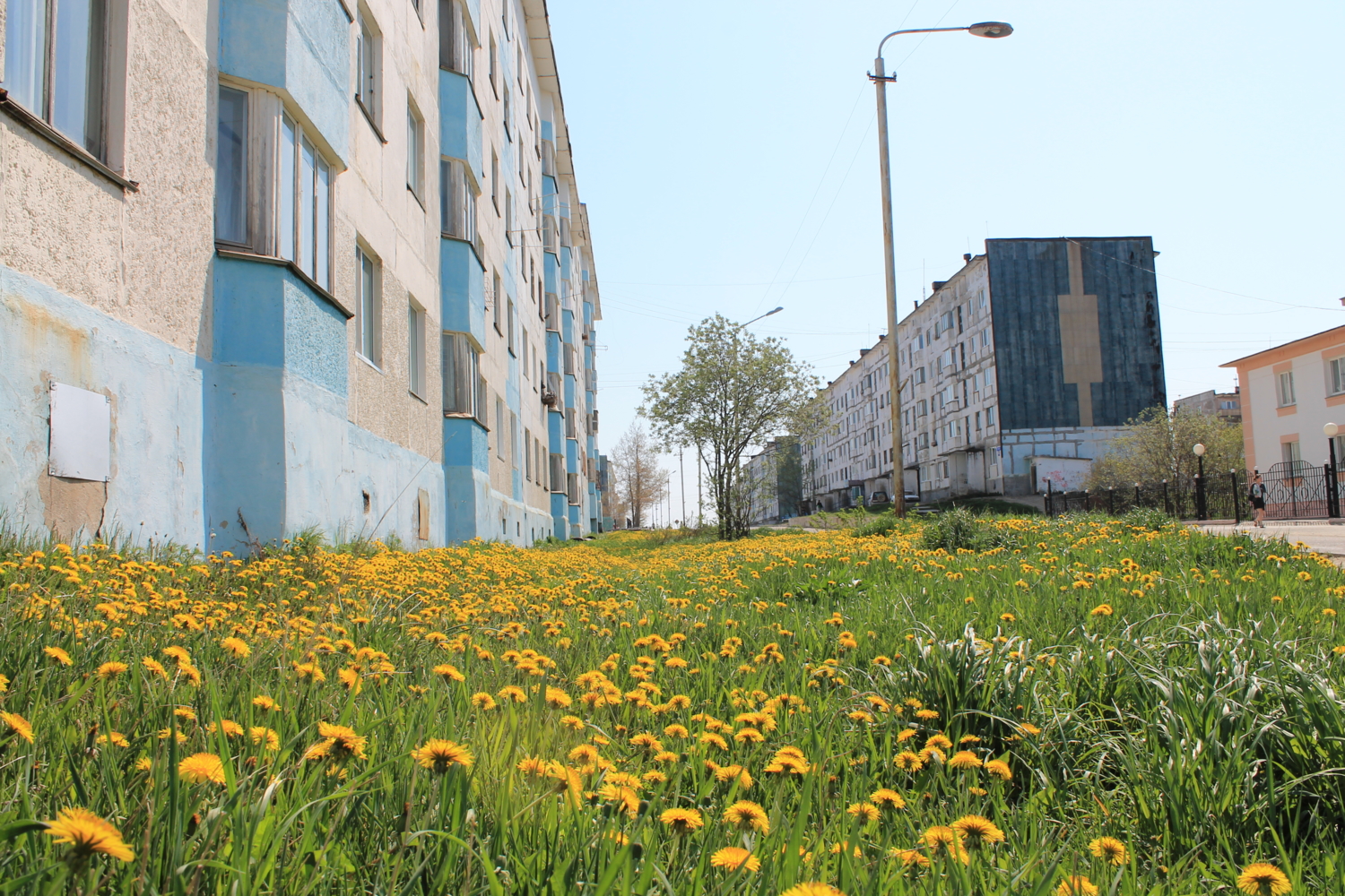 Одуванчики в городе