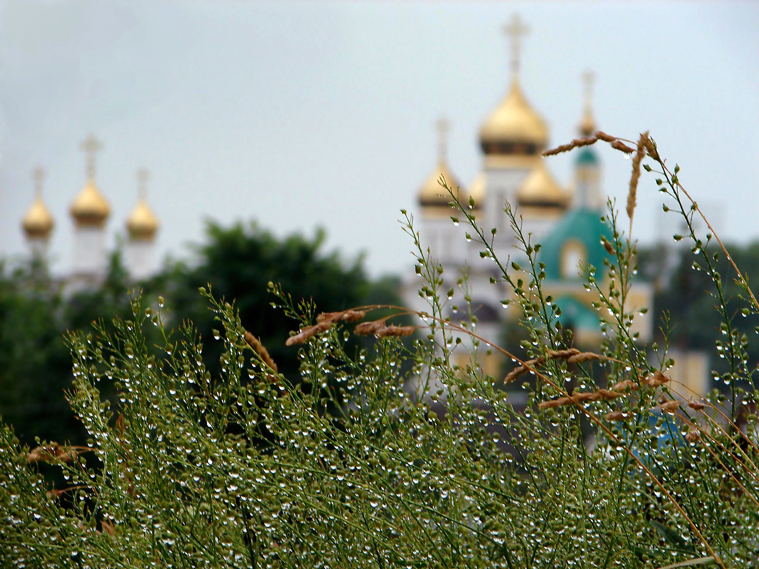 День Июльского Дождя