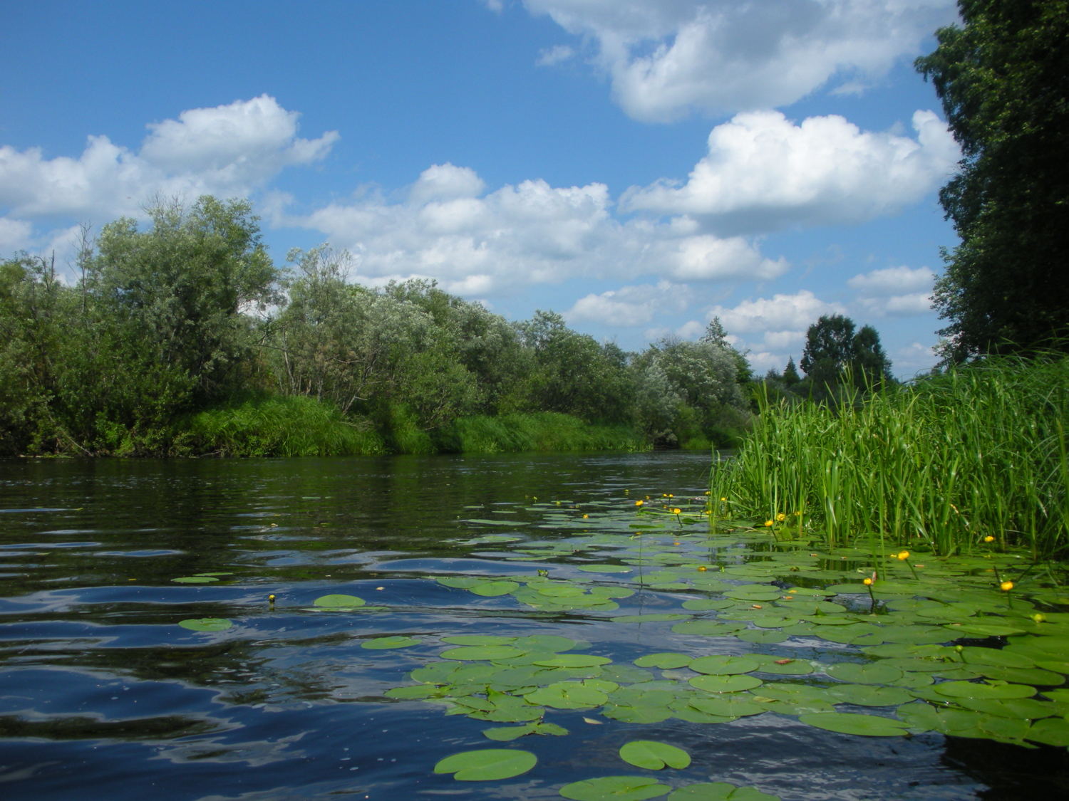 Кувшинки