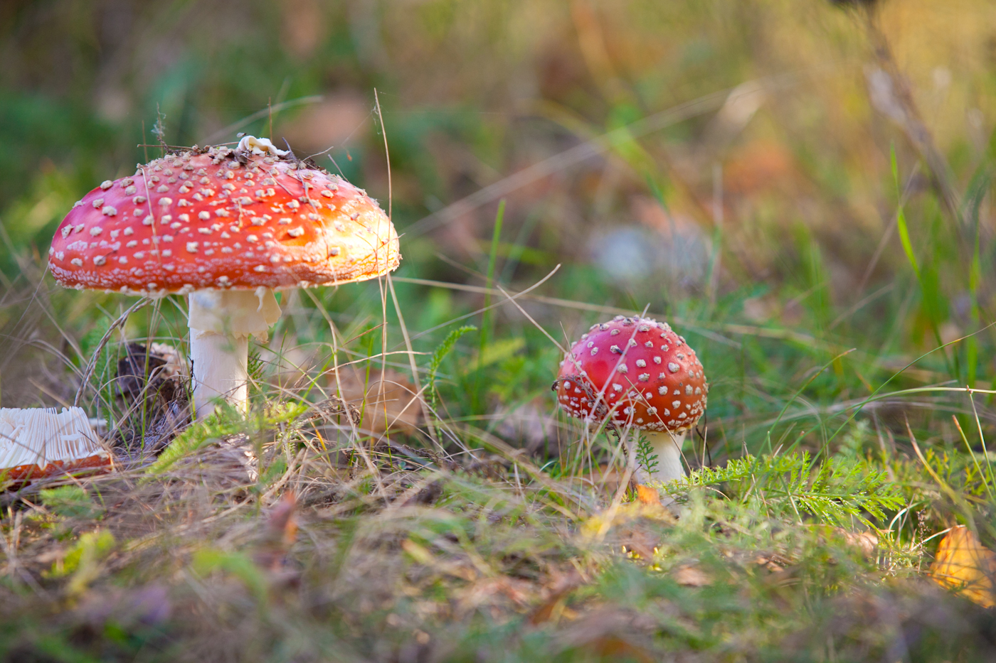 Amanita...