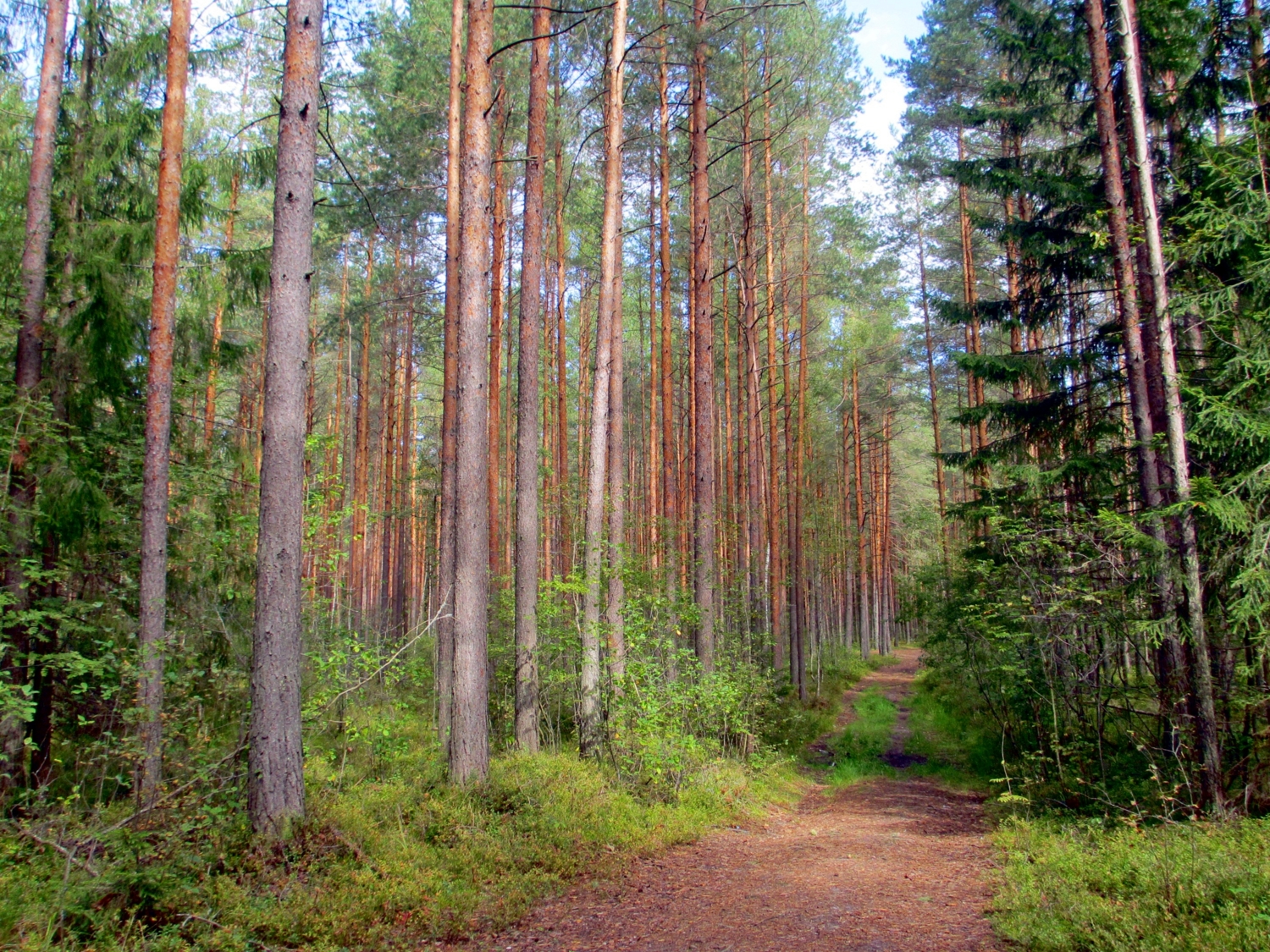 Дорога в сосновом бору.