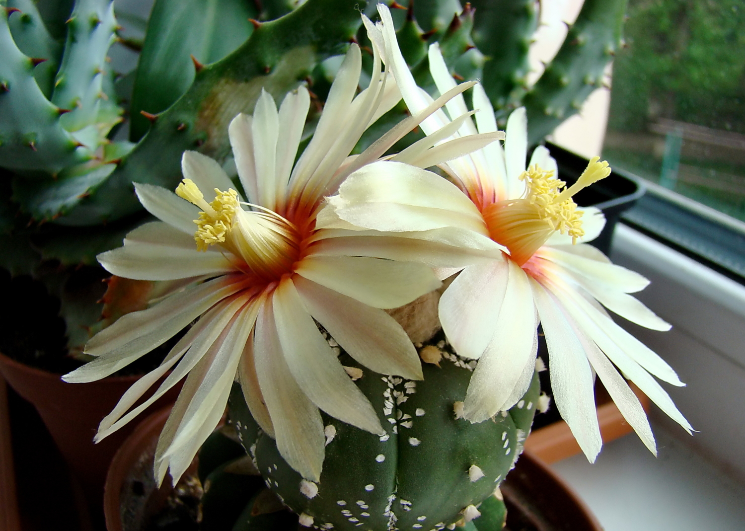 Двойная радость!!!