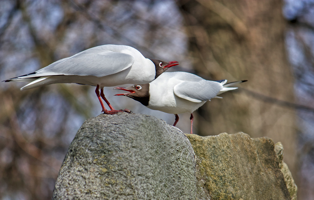 весенний дуэт