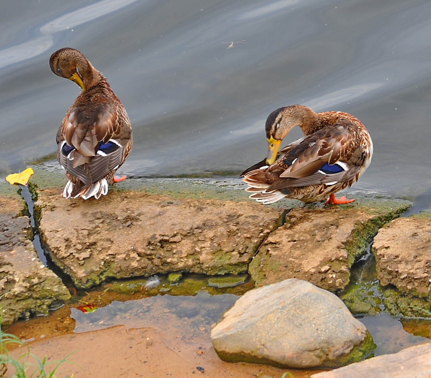 Утиный танец на воде