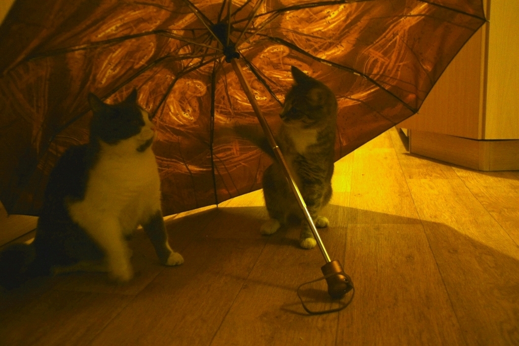 иди отсюда,это мой зонт!