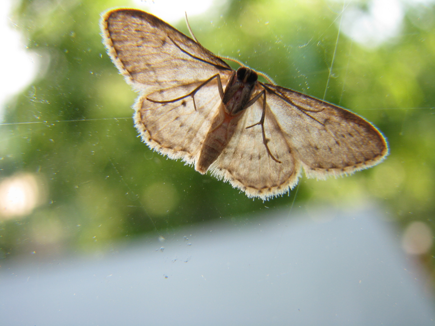 Бабочка на стекле