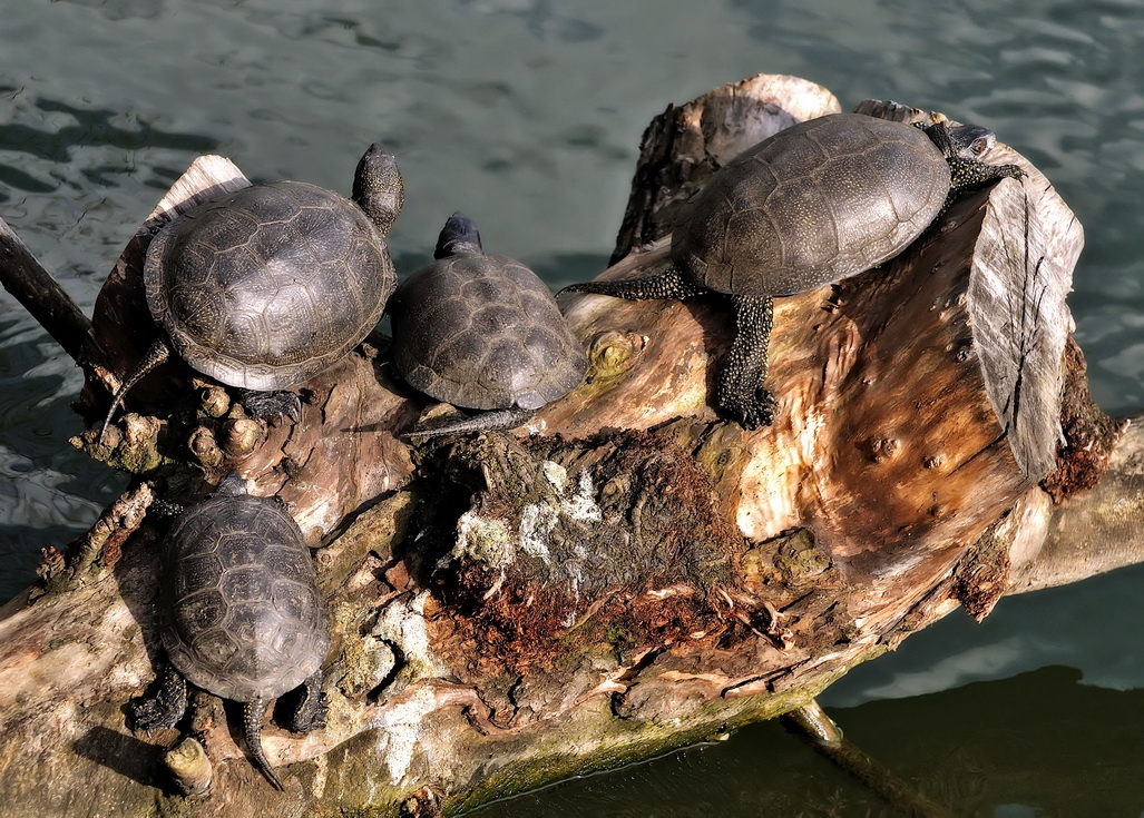 Семейство черепах