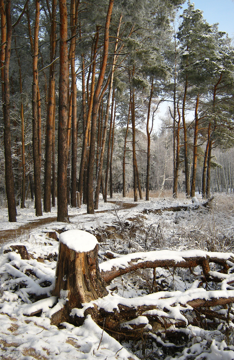 Зимняя зарисовка