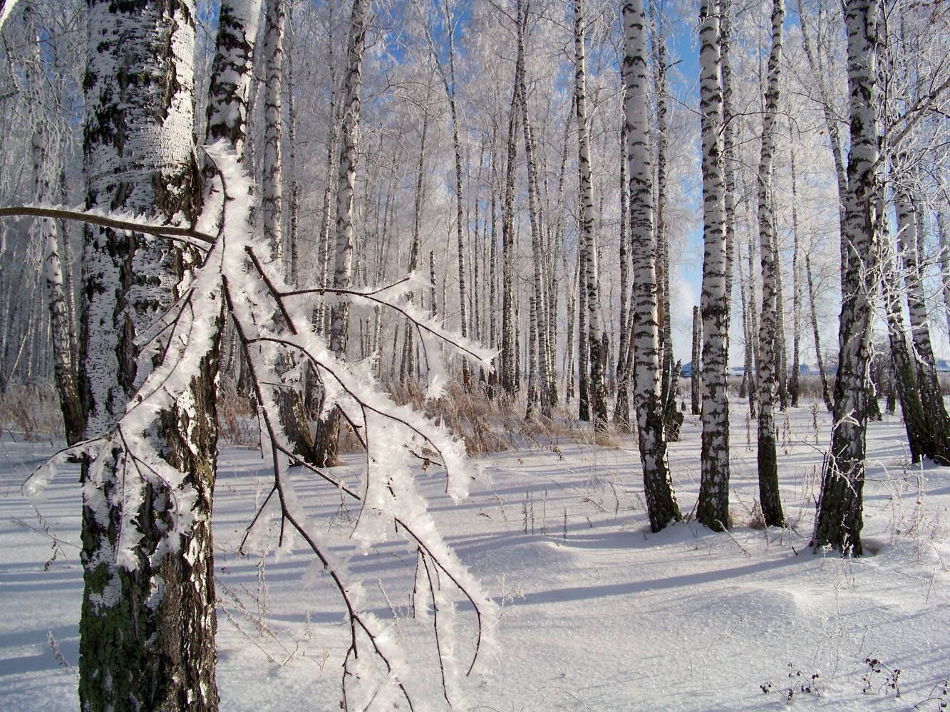 Морозное безмолвие