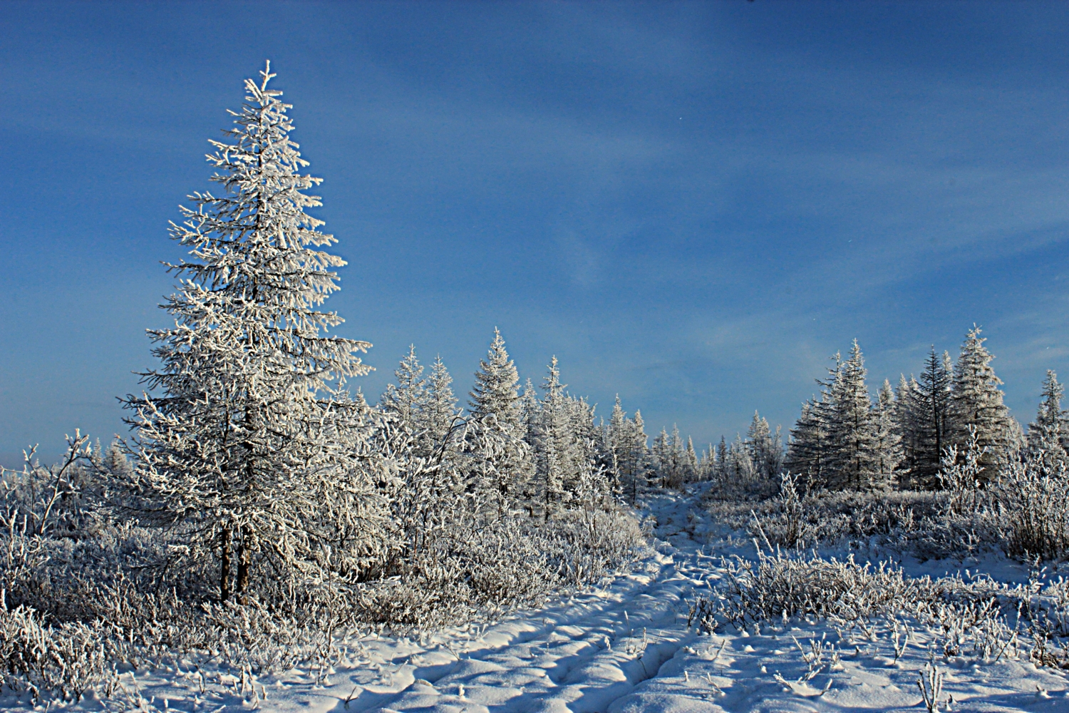 Зимняя красота