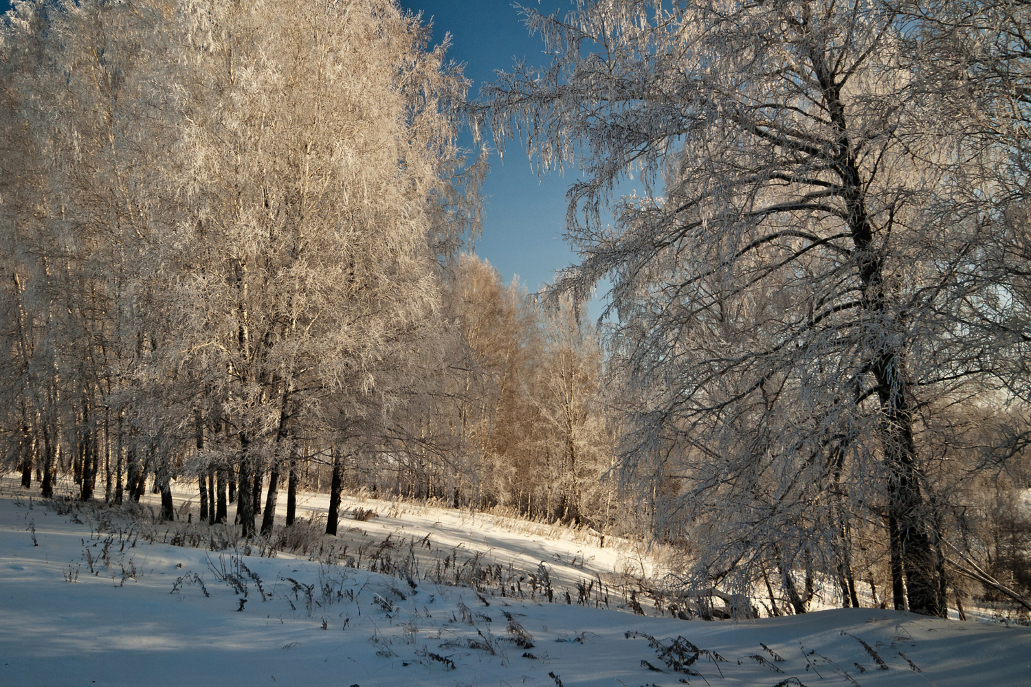 Утро в зимнем лесу.