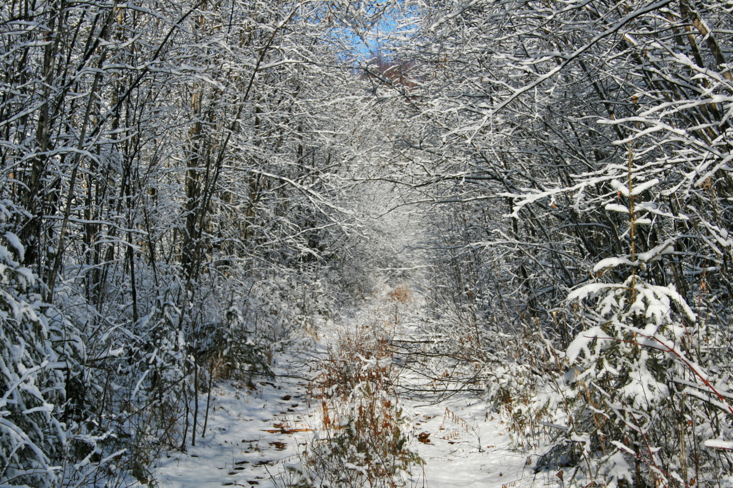 Лесная дорога