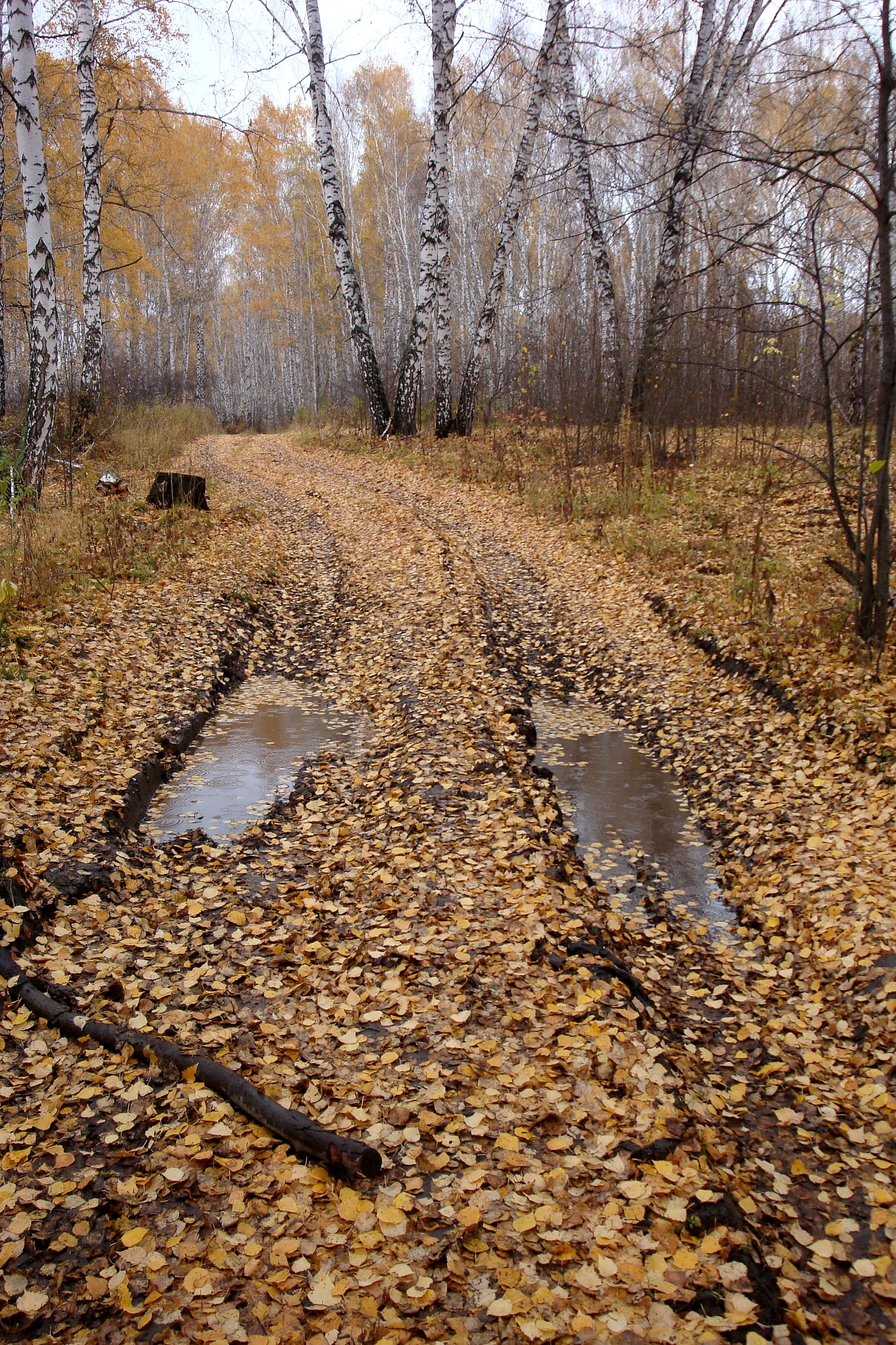 Лес. Осень. Дорога.