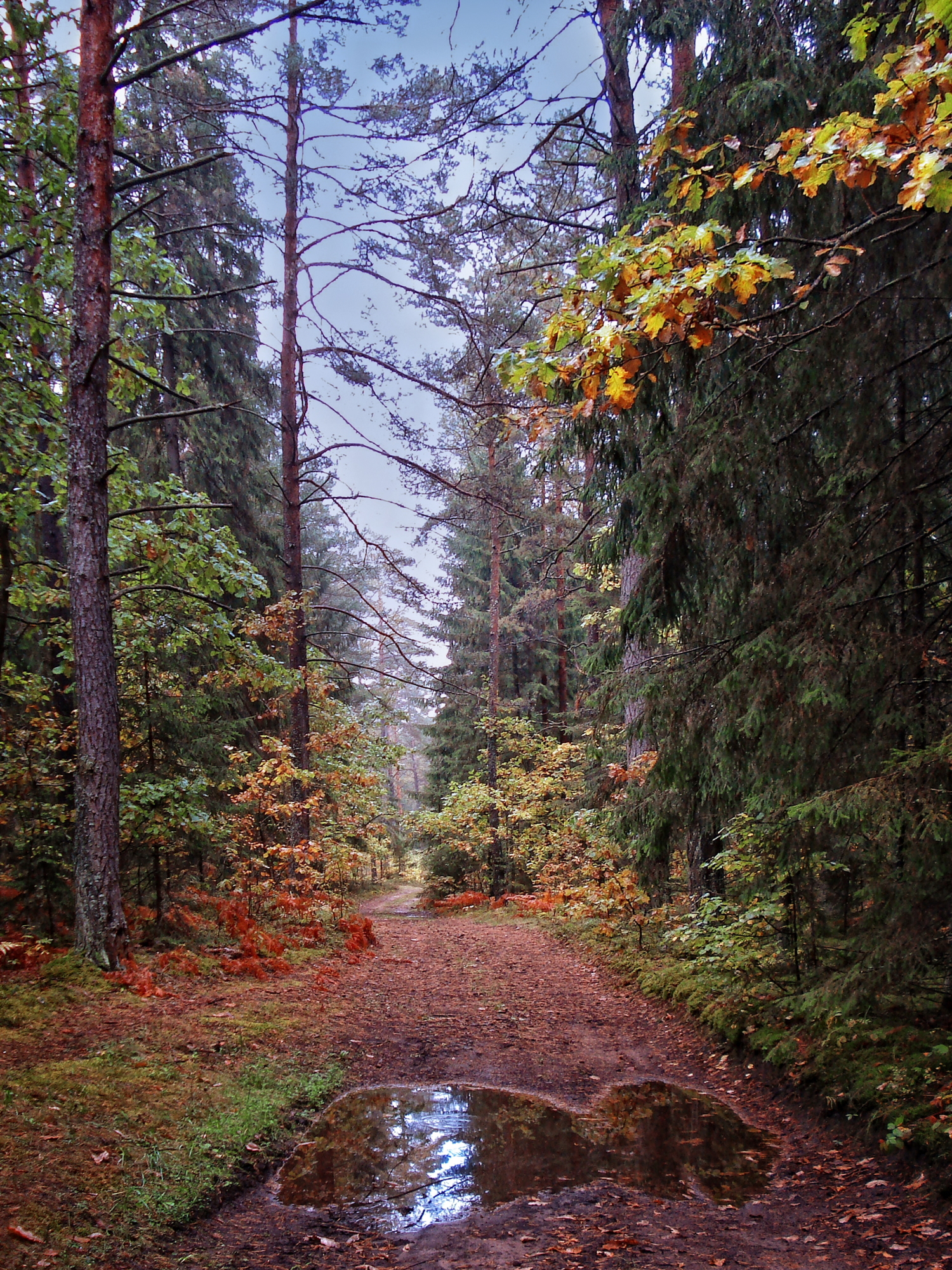 Дворец осеннего леса