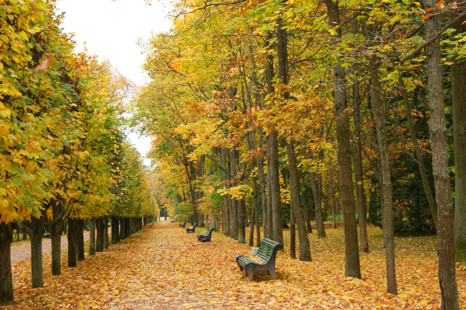 Аллея осени в S.P.