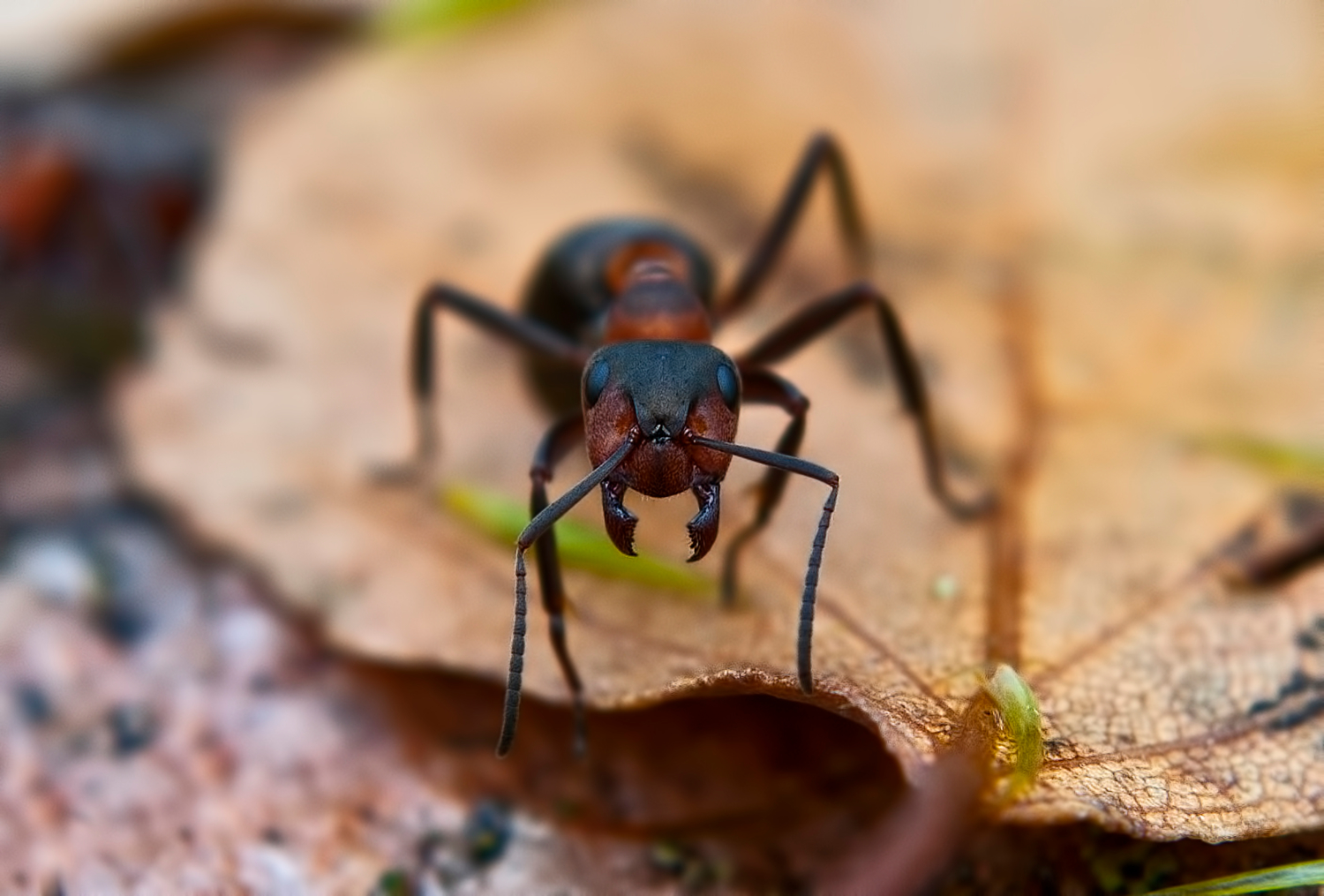 Серьёзный муравейка