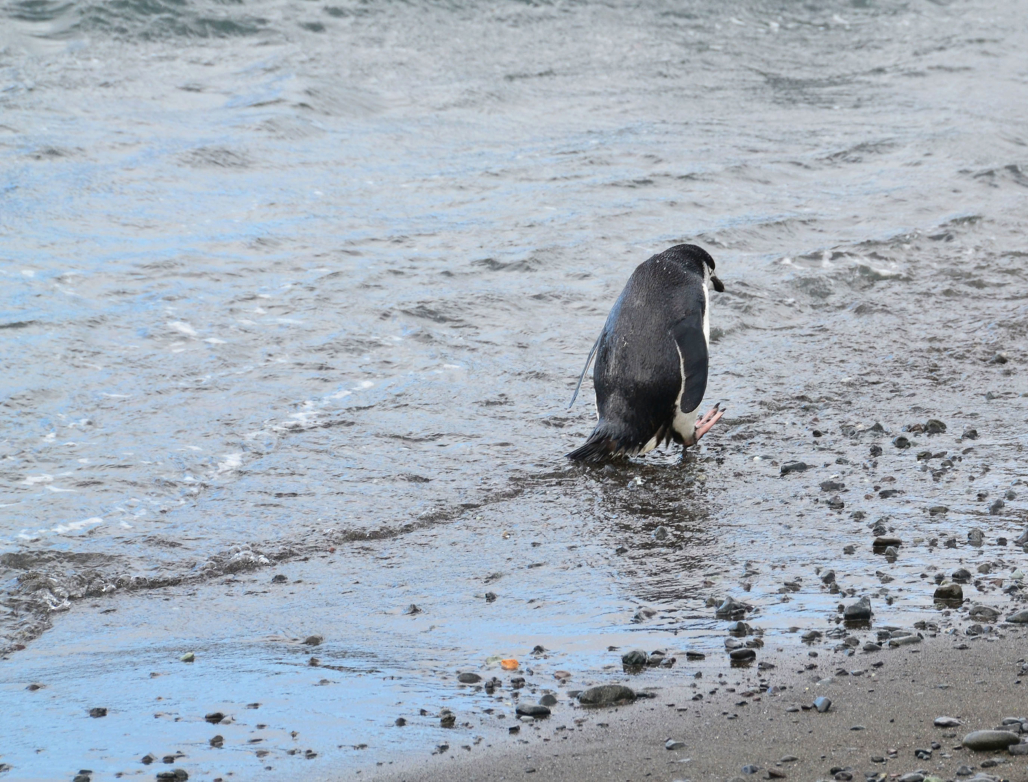 одинокий пингвин