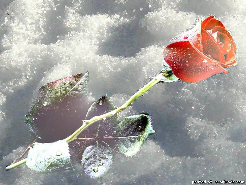 Одинокая роза на снегу!!!