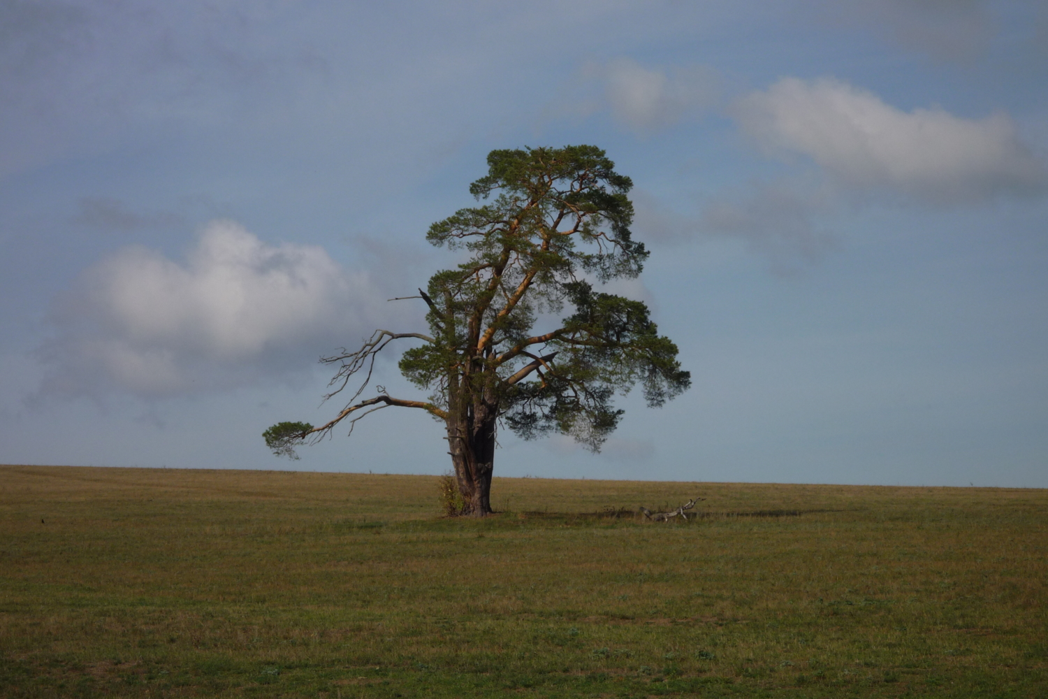 дерево в поле