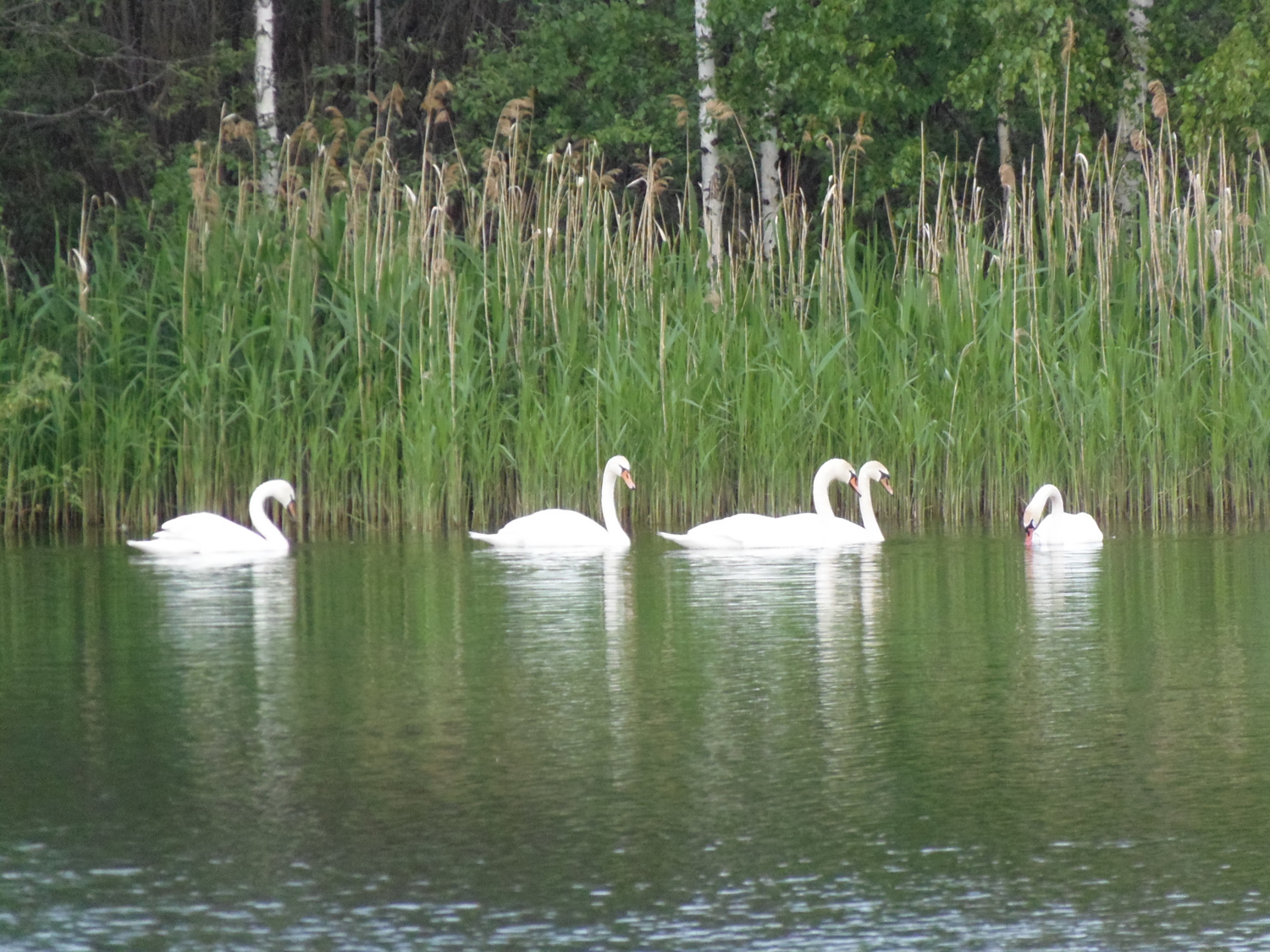 лебеди на озере