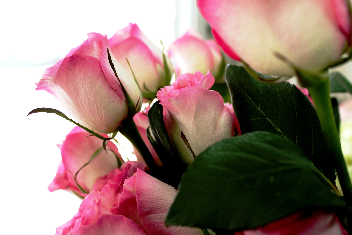 Розовые розы...