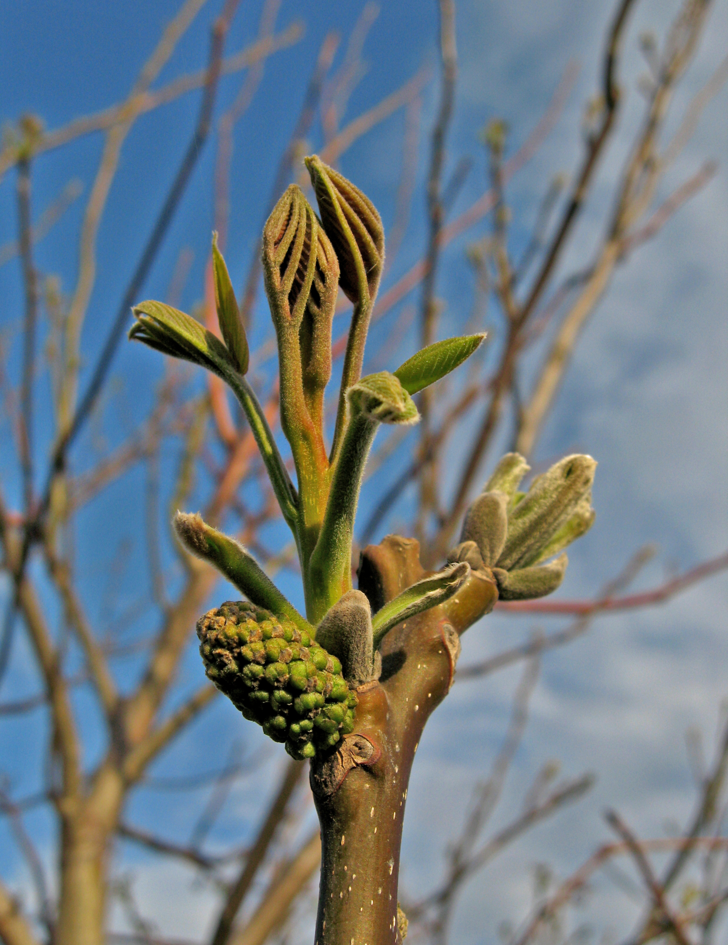 Показать как цветет грецкий орех фото дерево